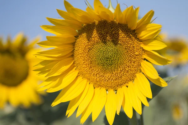 Bir tarlada ayçiçeği