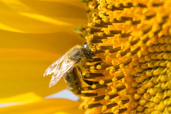 arı polen ayçiçeği içinde toplar.
