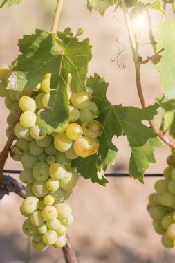 Sarı üzüm