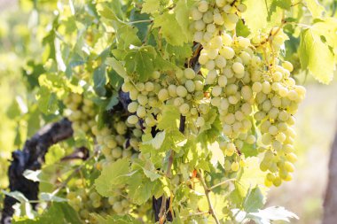 Sarı güneşli üzüm