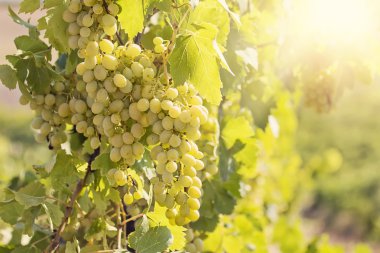 Sarı güneşli üzüm
