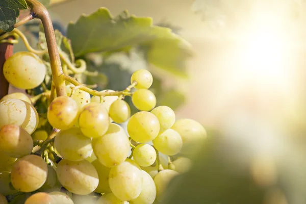 Sarı güneşli üzüm