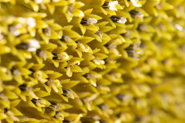 Macro Sunflower — Stock Photo, Image