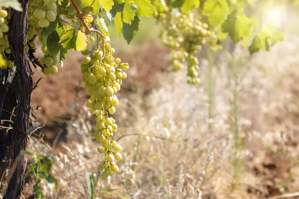 Uvas amarelas — Fotografia de Stock