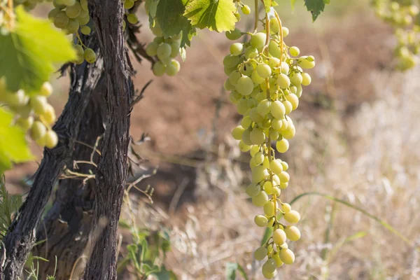 Yellow Grapes — Stock Photo, Image