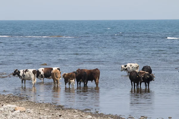 Kor på en strand — Stockfoto