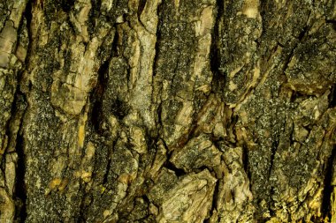 dikey çatallı çok renkli ağaç kabuğu