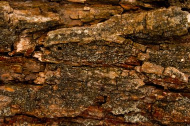 çok renkli ağaç kabuğu ve yatay çatlaklar