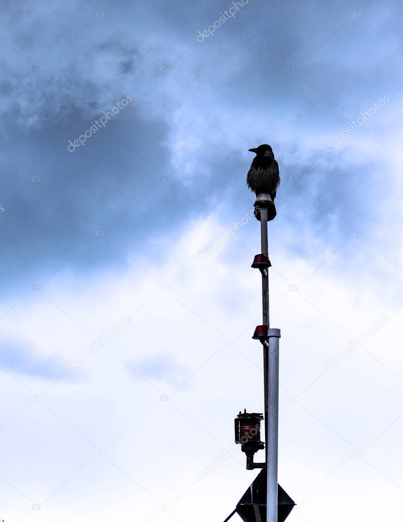 crow sitting on top of a pipe against the background of the sky.