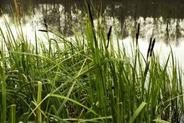 Günaydın. Nehir kenarındaki genç sazlıklar. yatay resim.