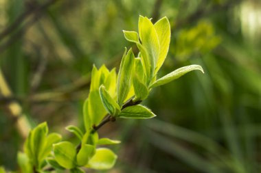 Güneşli, bahar havası. Ağaçtan gelen genç bir dal. Ön plana odaklanılıyor.