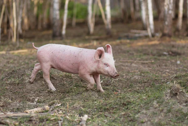 Дети свиней на ферме — стоковое фото