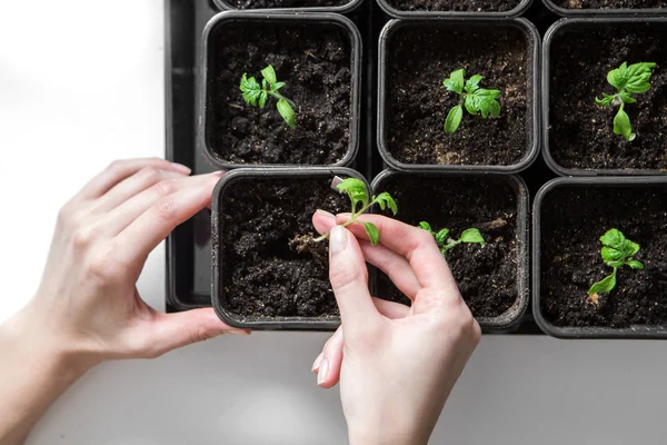 Jeune semis de tomates — Photo