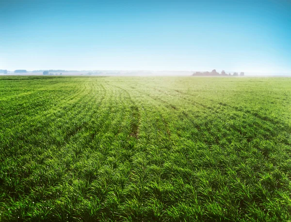 Mattina nel prato — Foto Stock