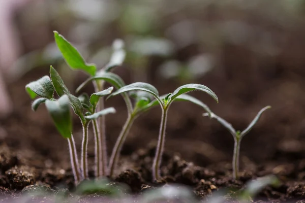 Розсади томатів — стокове фото