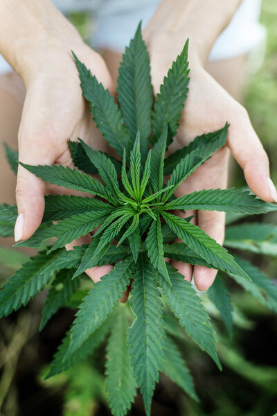 Медицинская марихуана