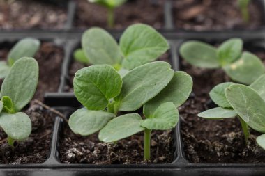 domates ve salatalık fide