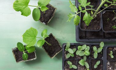 domates ve salatalık fide