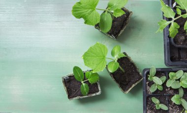 domates ve salatalık fide