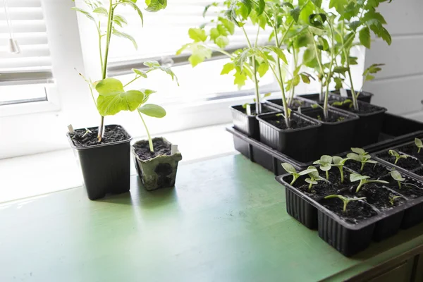 Tomato and cucumber seedling — Stock Photo, Image