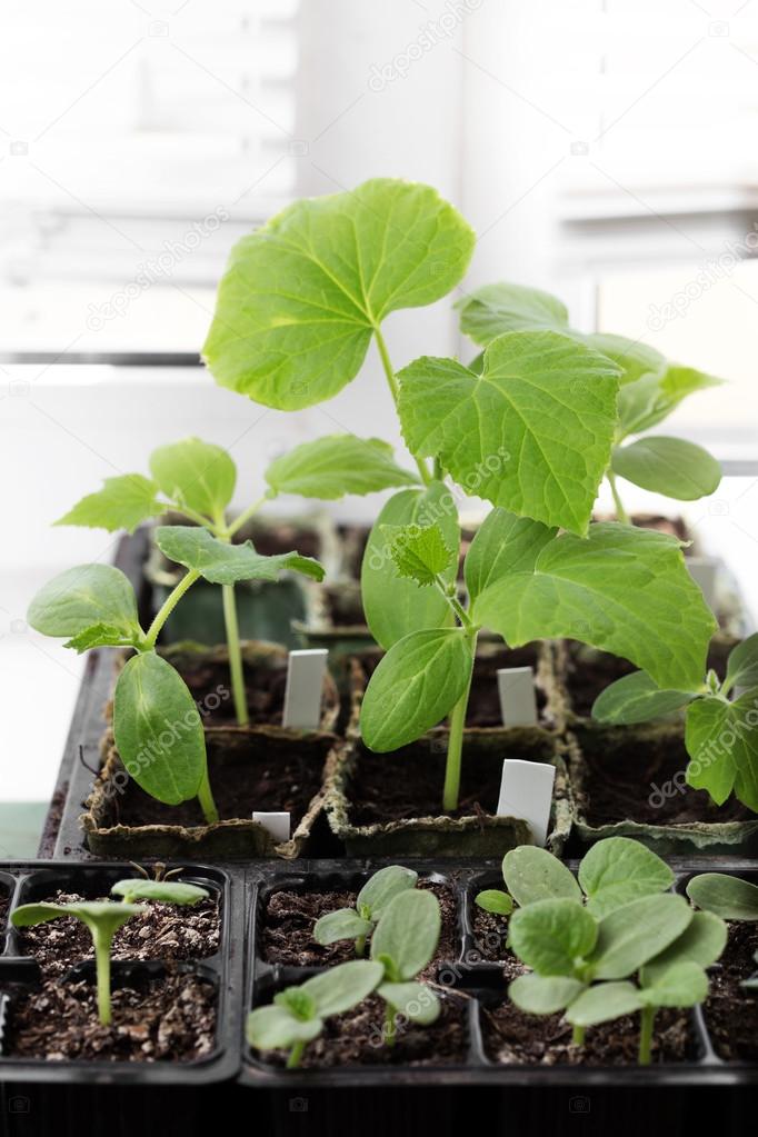 tomato and cucumber seedling