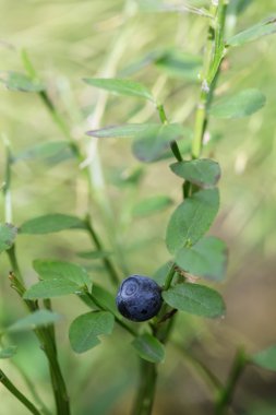 taze orman yaban mersini 
