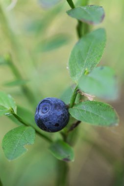 taze orman yaban mersini 