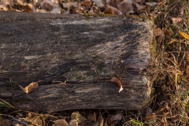 Doğal orman arka plan