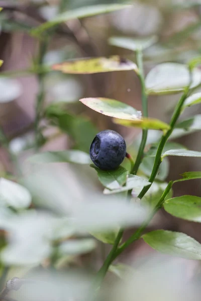 Mirtillo della foresta fresca — Foto Stock