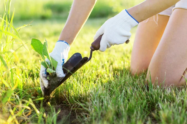 Lindo jardinero con plántulas — Foto de Stock