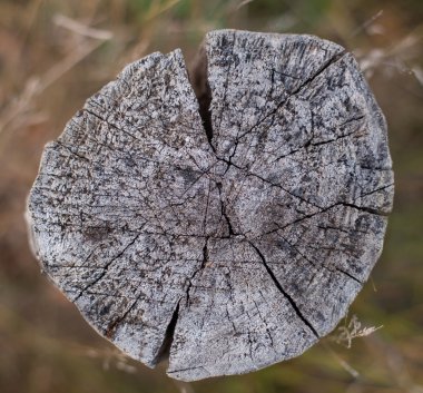 Doğal orman arka plan