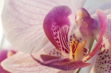 Makro görünümü güzel çiçek pembe orkide çiçek