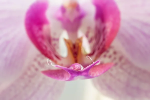 Macro view of beautiful blooming pink orchid flower with water d — Stock Photo, Image