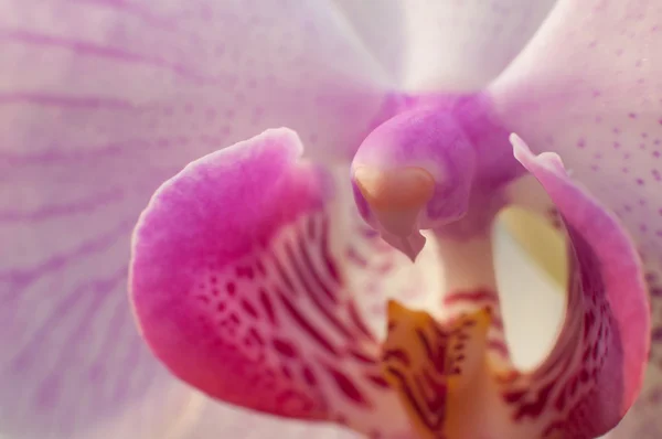Macro extrema: bela flor de orquídea rosa florescendo — Fotografia de Stock