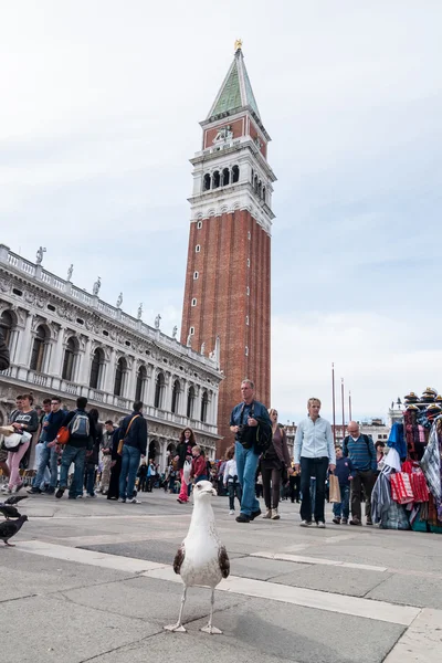 Seagull and tourists walking on Piazza San Marco — Stock Photo, Image