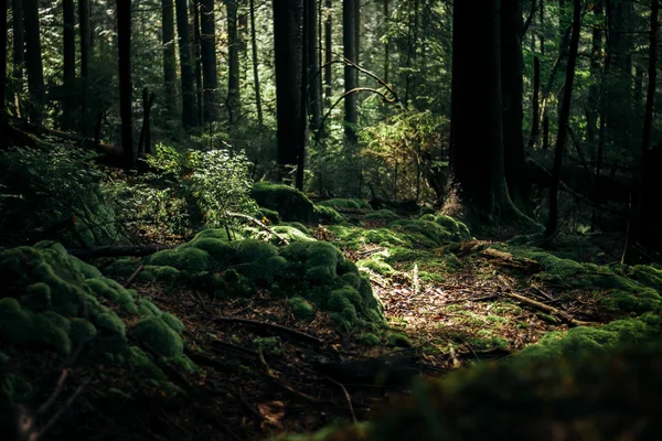 Luz solar na incrível floresta verde — Fotografia de Stock