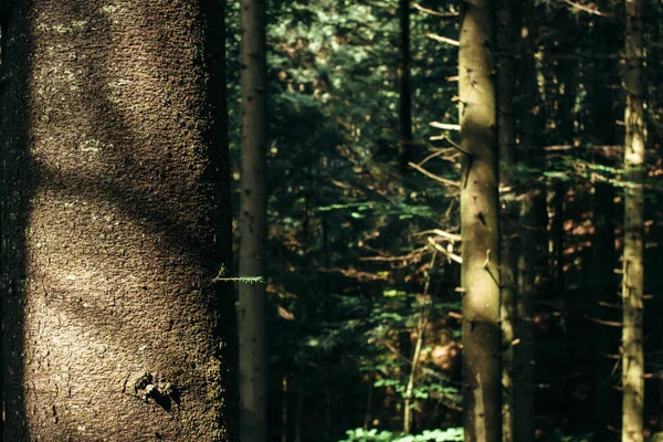 Luz del sol en increíble bosque verde —  Fotos de Stock