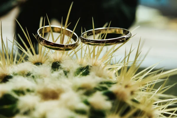 Anéis de casamento elegantes — Fotografia de Stock