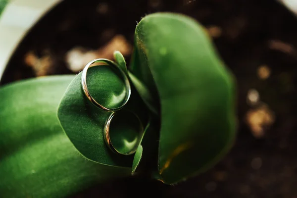 Anéis de casamento elegantes — Fotografia de Stock