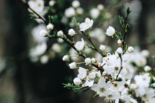 Mooie kersenbloesem bloemen — Stockfoto