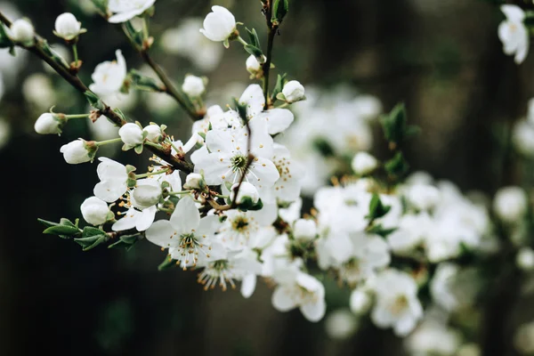 Vackra cherry blossom blommor — Stockfoto