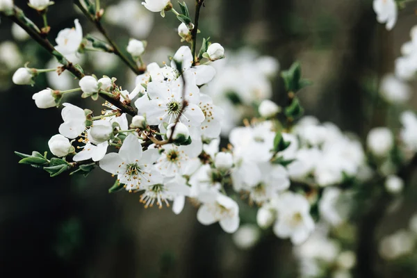 Vackra cherry blossom blommor — Stockfoto