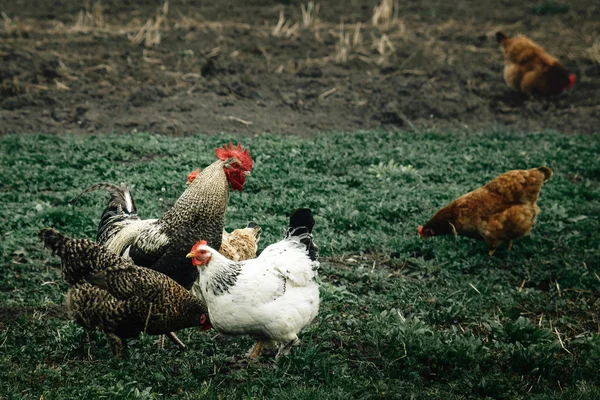 Gallinas y gallos caminando en tierras de cultivo —  Fotos de Stock