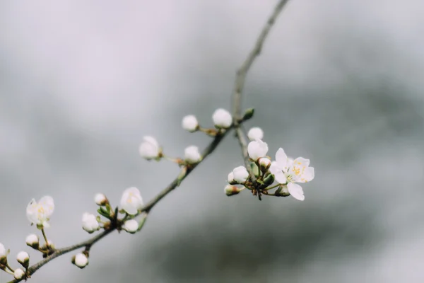 Beautiful cherry blossom flowers — Stock Photo, Image