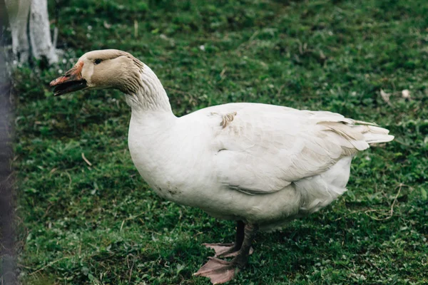 Goose walking in farm land — Stock Photo, Image