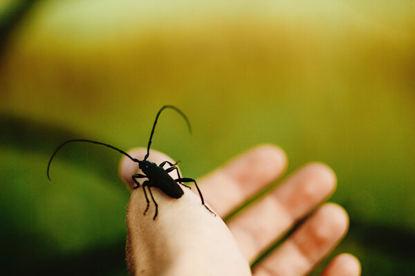 красивый большой монохамус
