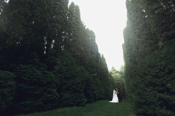 Sposa di lusso e sposo elegante — Foto Stock