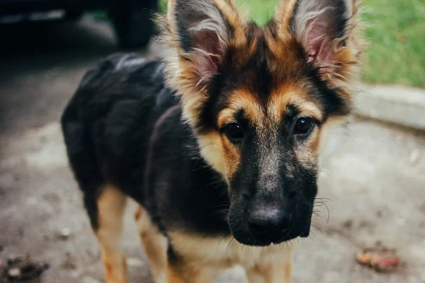 Adorable cachorro pastor alemán —  Fotos de Stock