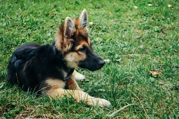 Adorável cachorro pastor alemão — Fotografia de Stock