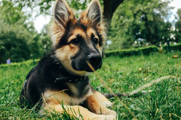 Adorable puppy german shepherd — Stock Photo, Image